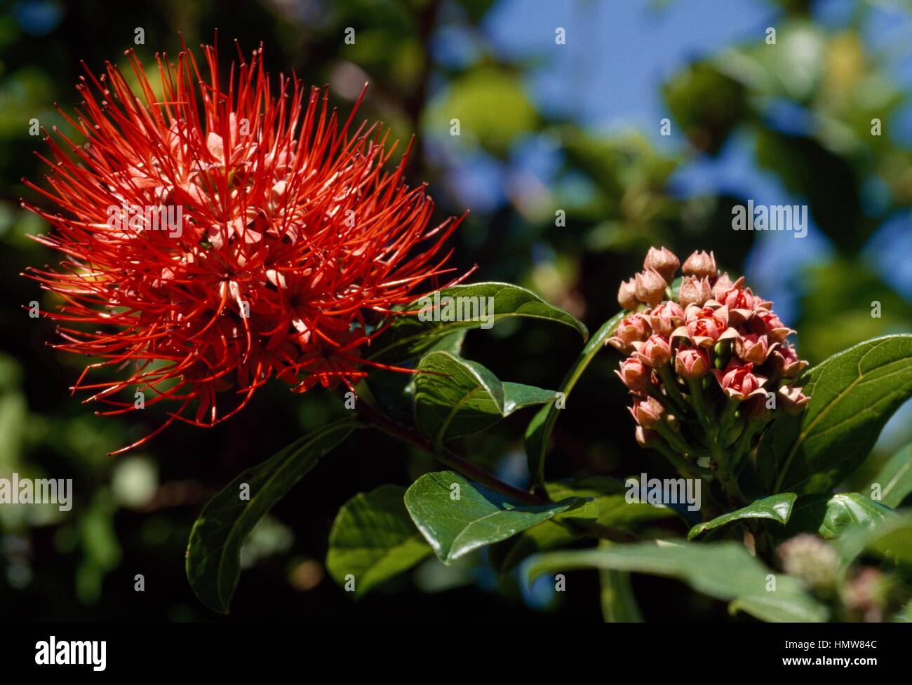 Flowers and leaves of Powderpuff Combretum (Combretum constrictum), Combretaceae. Stock Photo