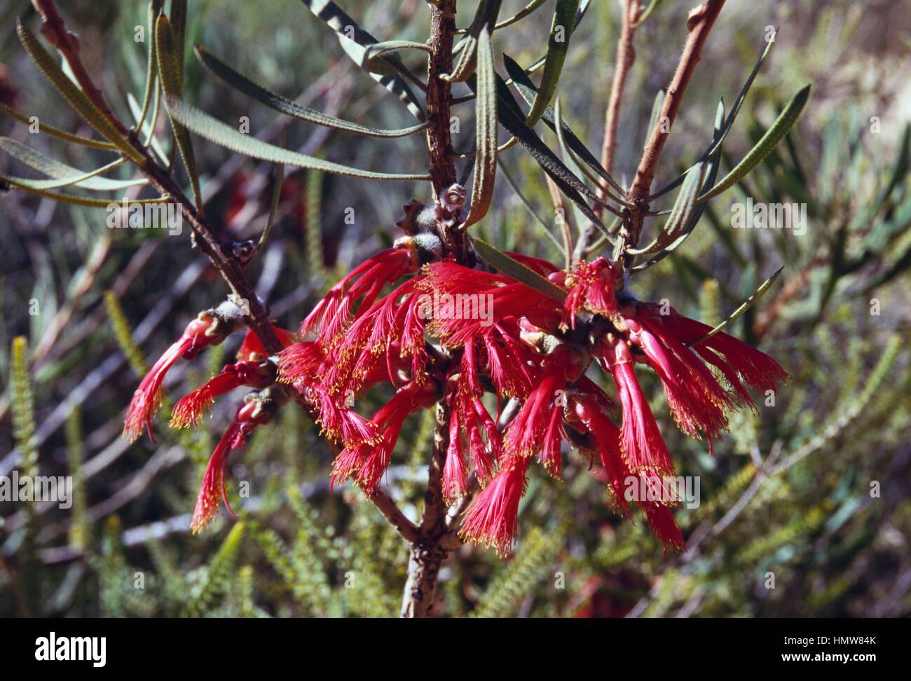 Spider Flower (Grevillea sp), Proteaceae Stock Photo Alamy