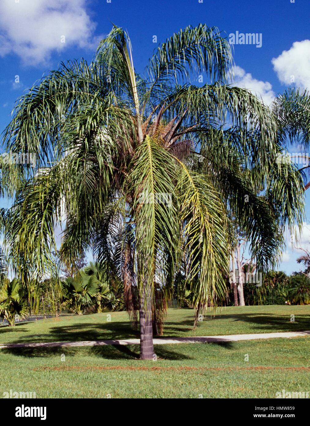 Palm (Syagrus romanzoffiana), Arecaceae. Brazil. Stock Photo