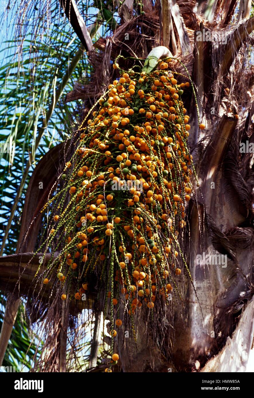 Palm fruit (Syagrus romanzoffiana), Arecaceae. Brazil. Stock Photo