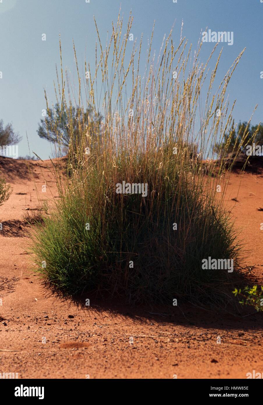 Soft spinifex (Triodia schinzii), Poaceae. Stock Photo