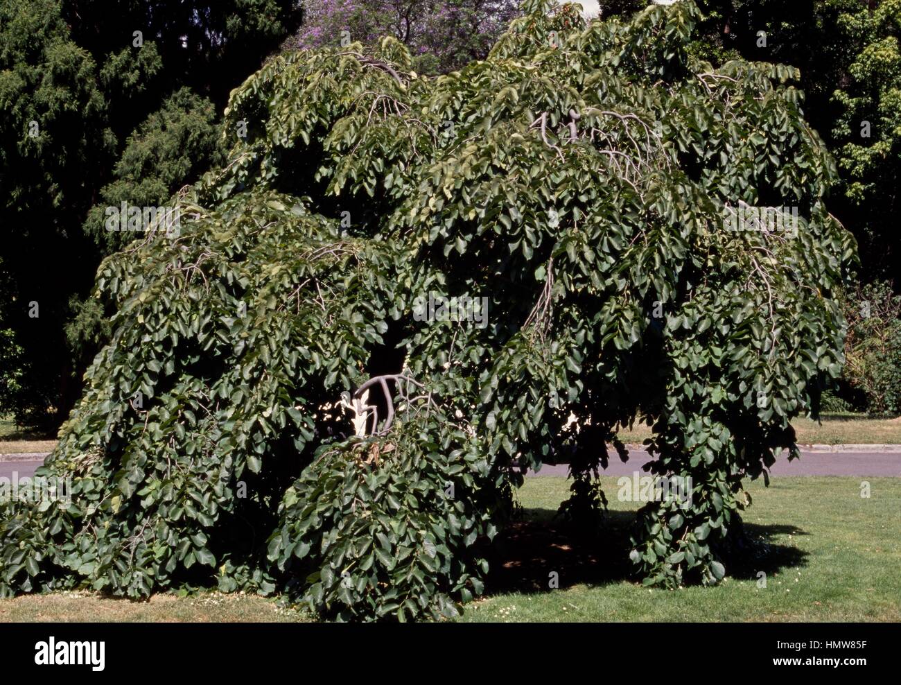 Wych Elm or Camperdown Elm (Ulmus glabra Camperdownii), Ulmaceae. Stock Photo