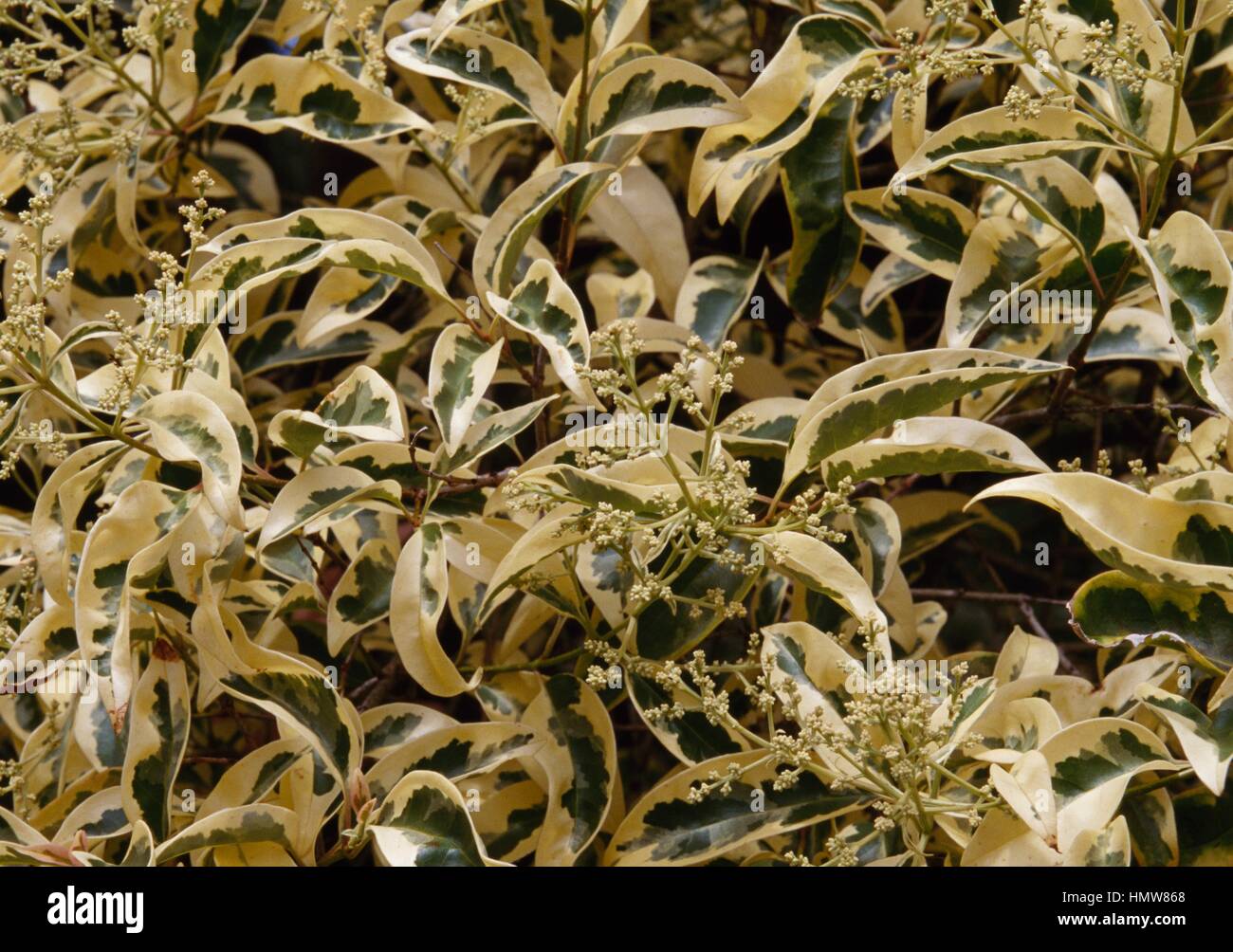 Wax-leaved Privet (Ligustrum lucidum aureomarginatum), Oleaceae. Stock Photo