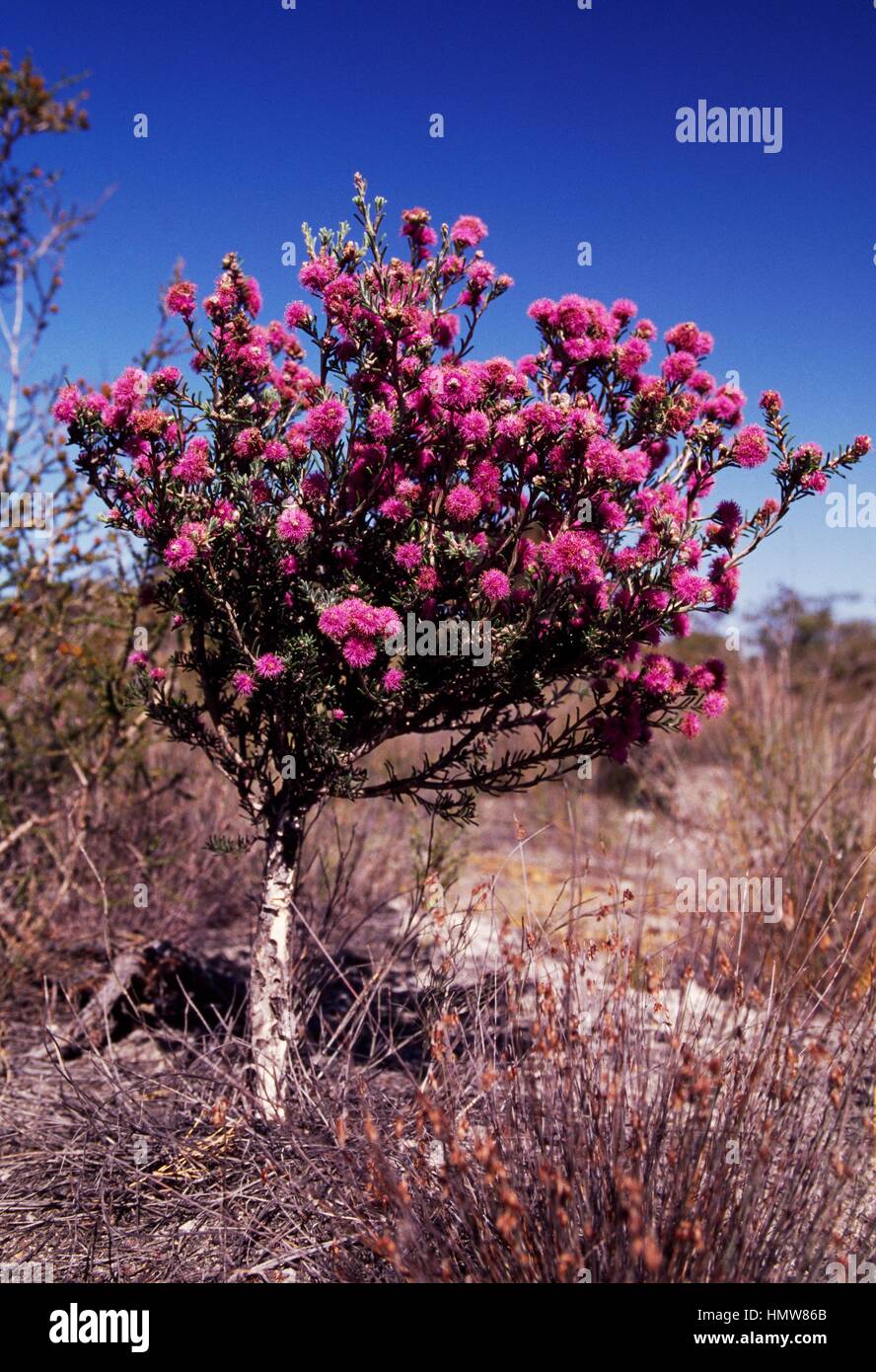 Melaleuca glomerata specimen in flower, Myrtaceae. Australia. Stock Photo