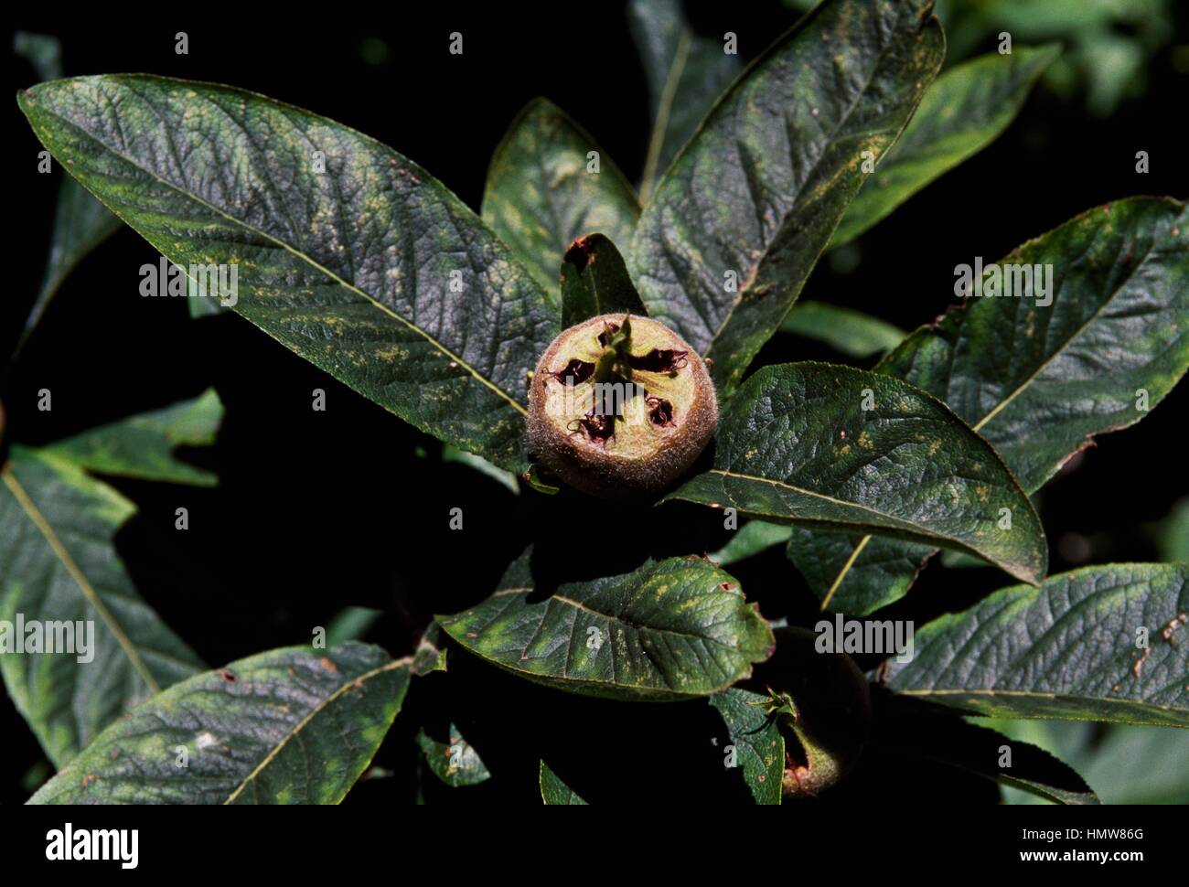 Common Loquat leaves and fruit (Germanic Mespilus), Rosaceae. Stock Photo