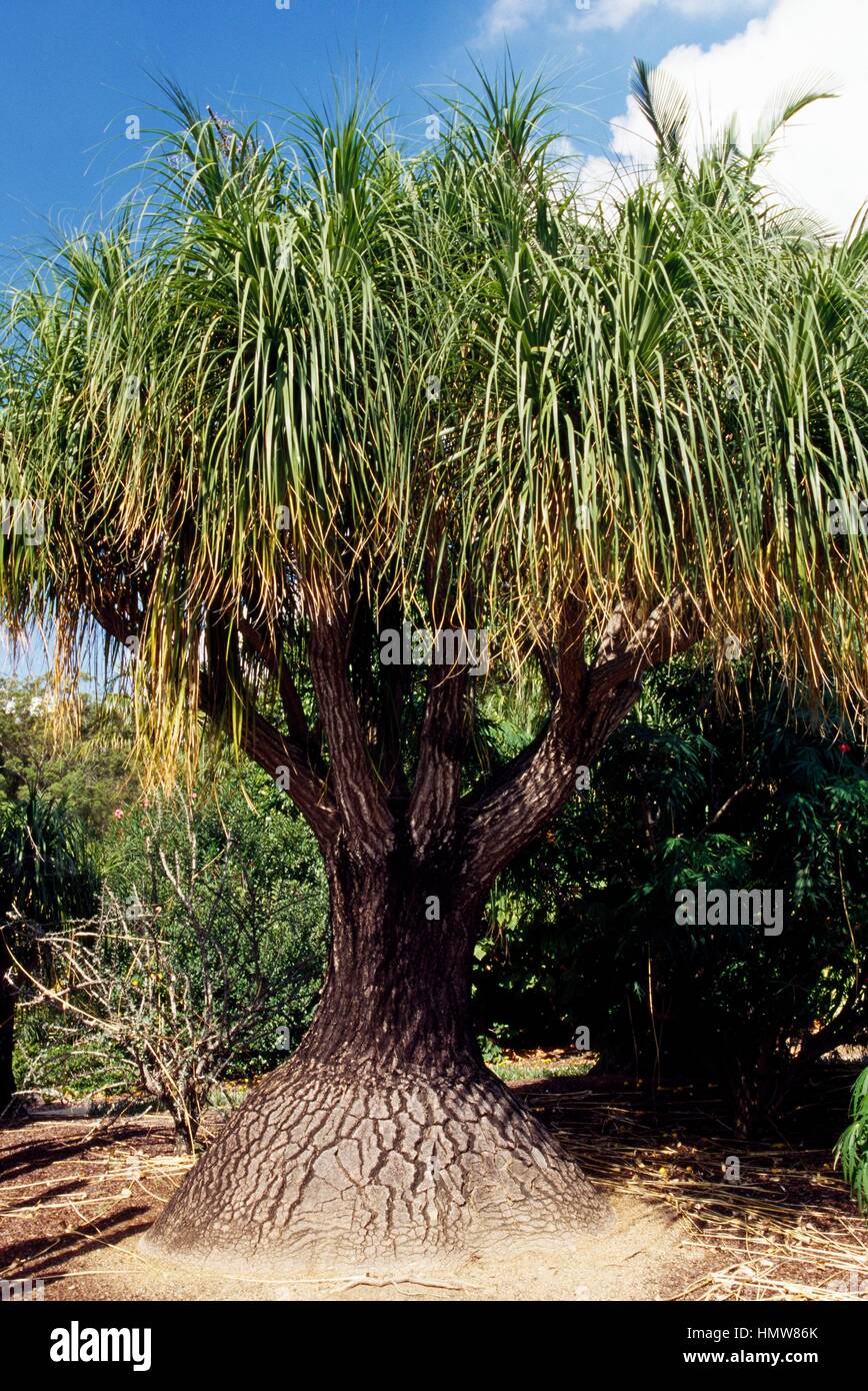 Nolina Recurvata Hi Res Stock Photography And Images Alamy