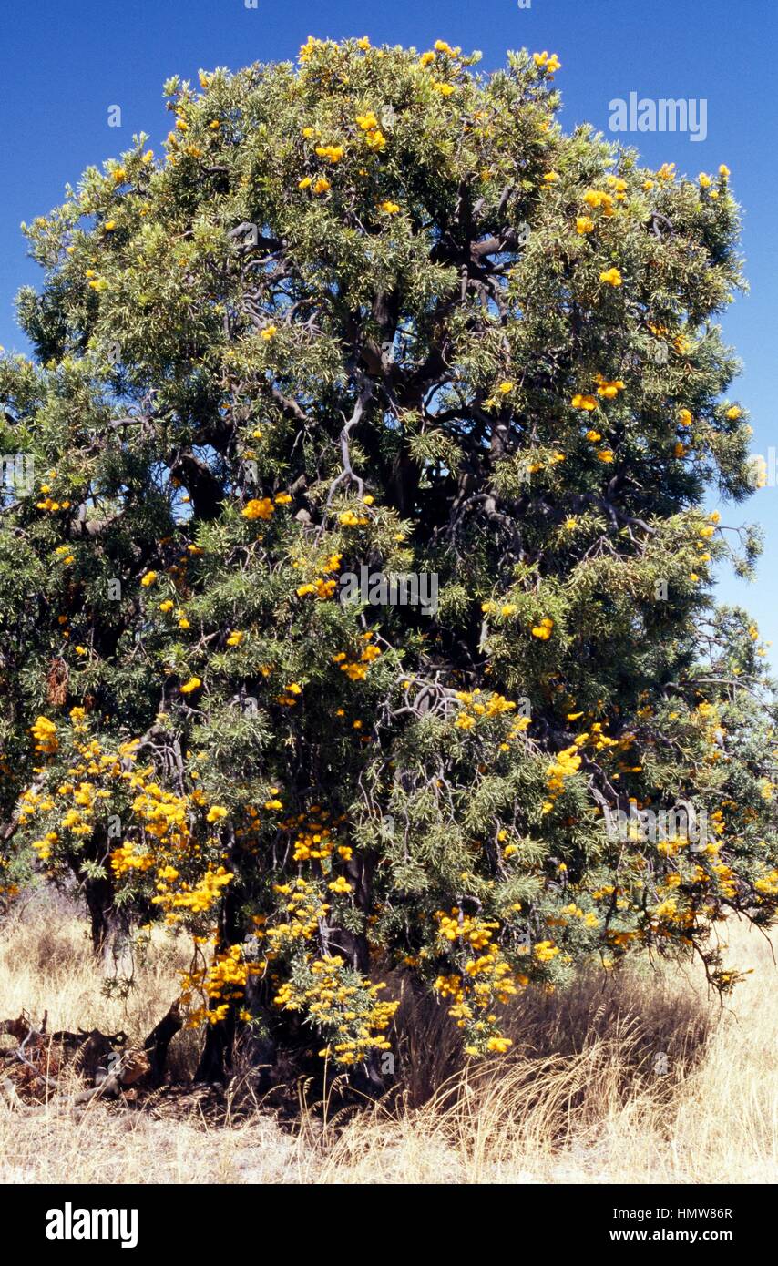 Nuytsia floribunda, Lorantaceae. Stock Photo