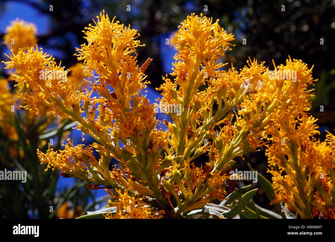 Nuytsia floribunda flowers, Lorantaceae. Stock Photo