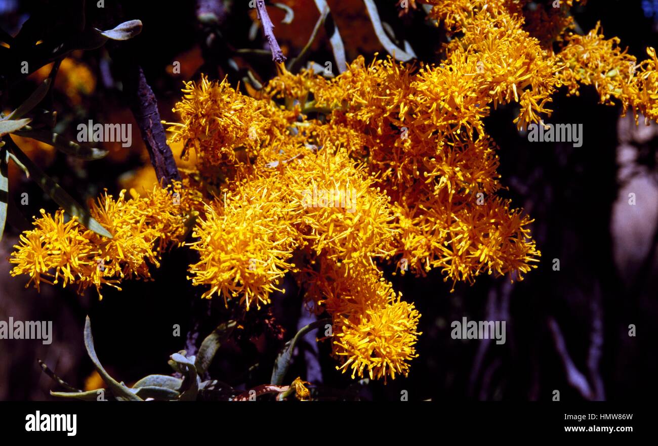 Nuytsia floribunda flowers, Lorantaceae. Stock Photo
