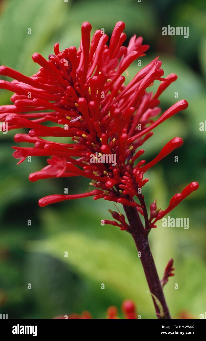 Mexican Firespike (Odontonema strictum or Odontonema tubaeforme), Acanthaceae. Stock Photo