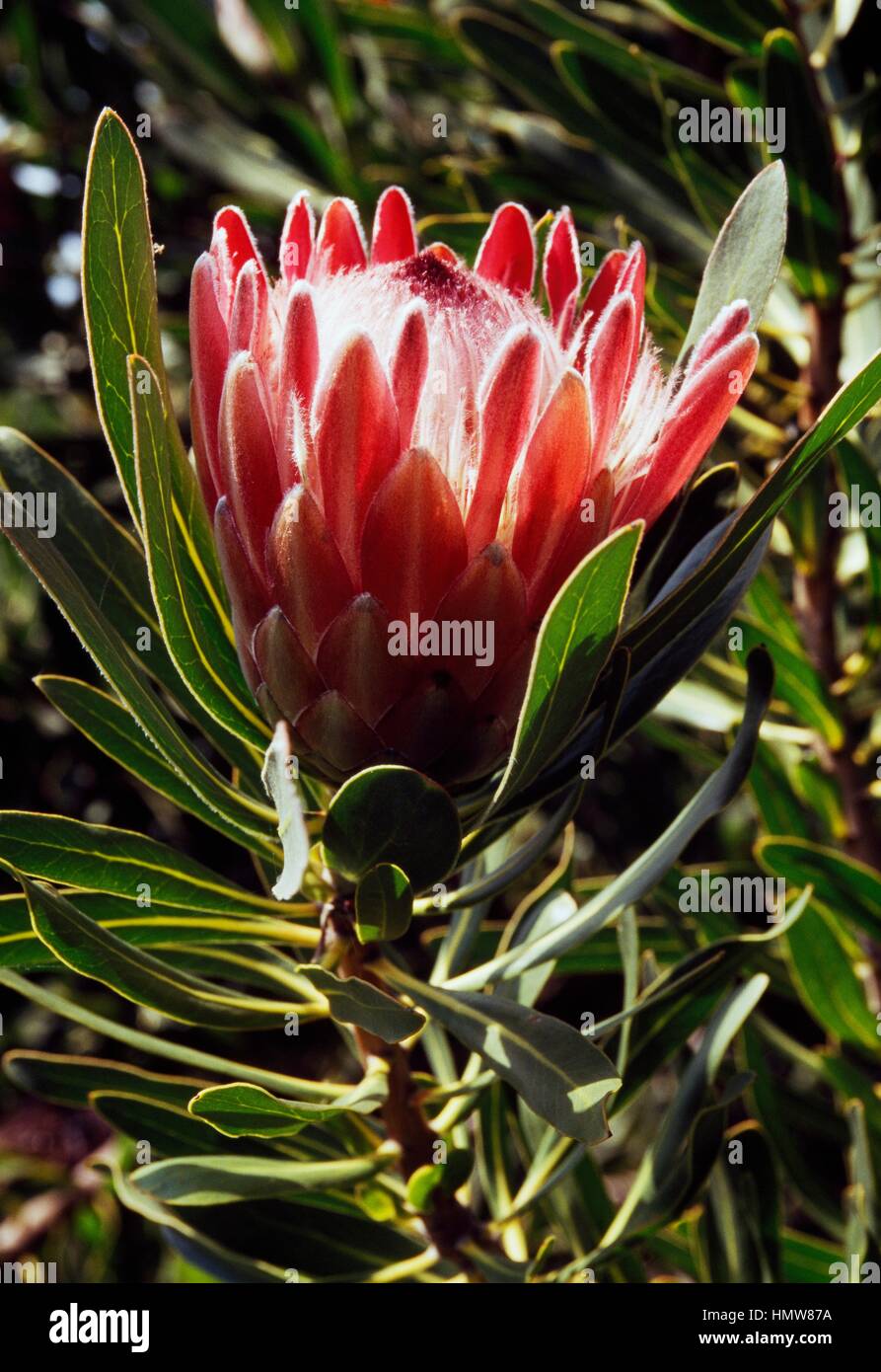 Oleanderleaf protea (Protea neriifolia), Proteaceae. Stock Photo