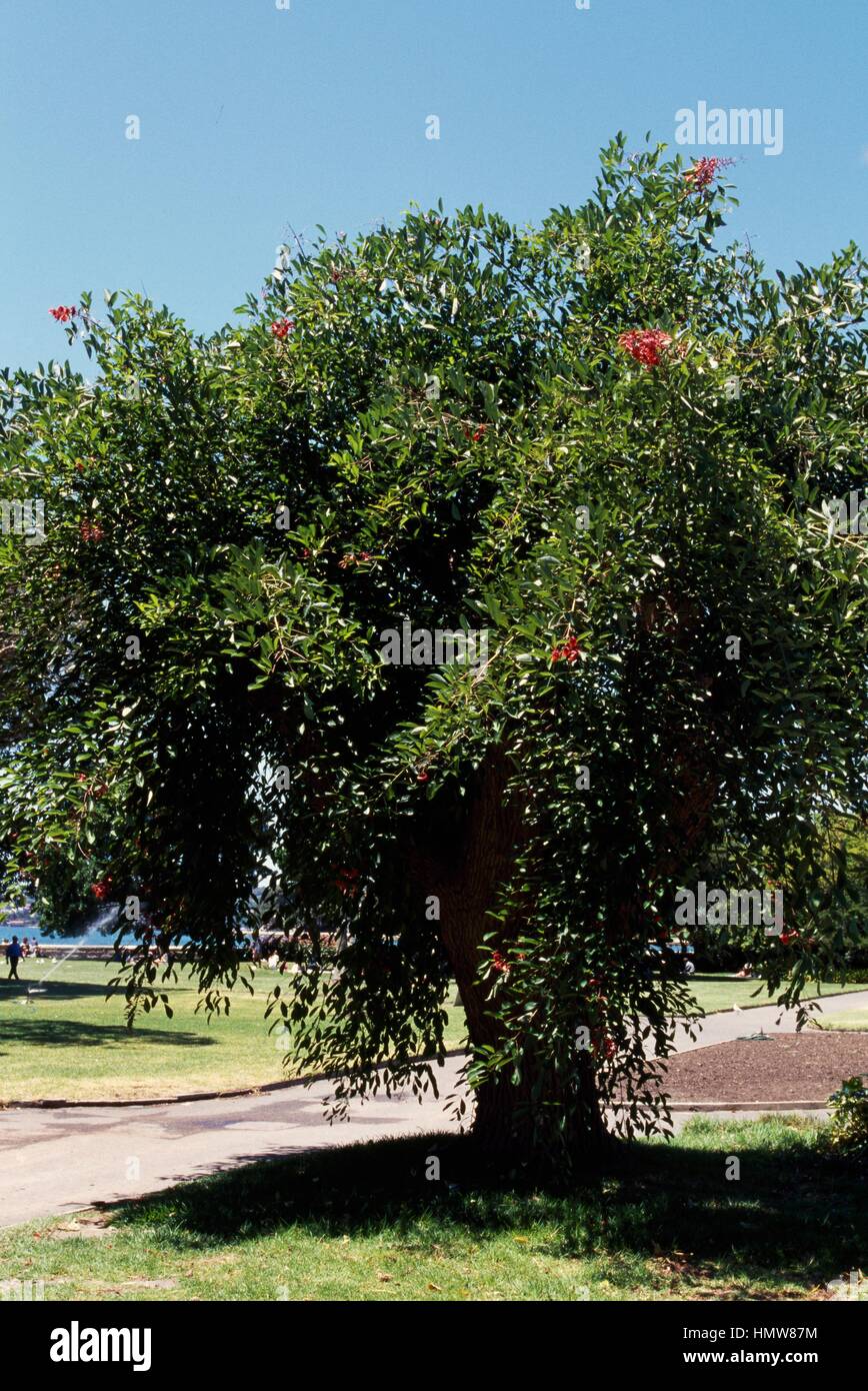 Cockspur Coral tree (Erythrina crista-galli), Fabaceae-Leguminosae. Stock Photo