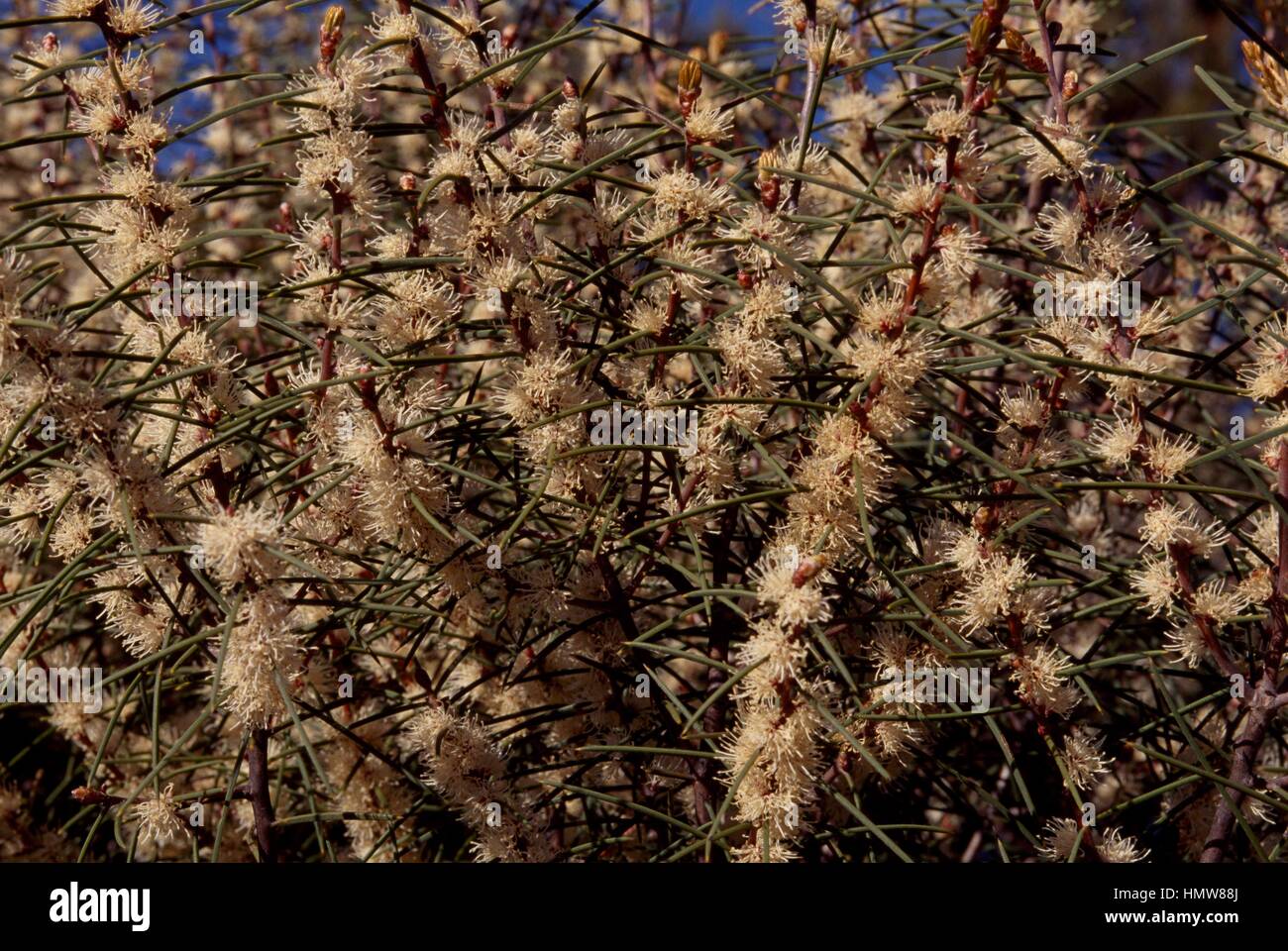 Narrow-leaved red mallee inflorescences (Eucalyptus leptophylla), Myrtaceae. Stock Photo
