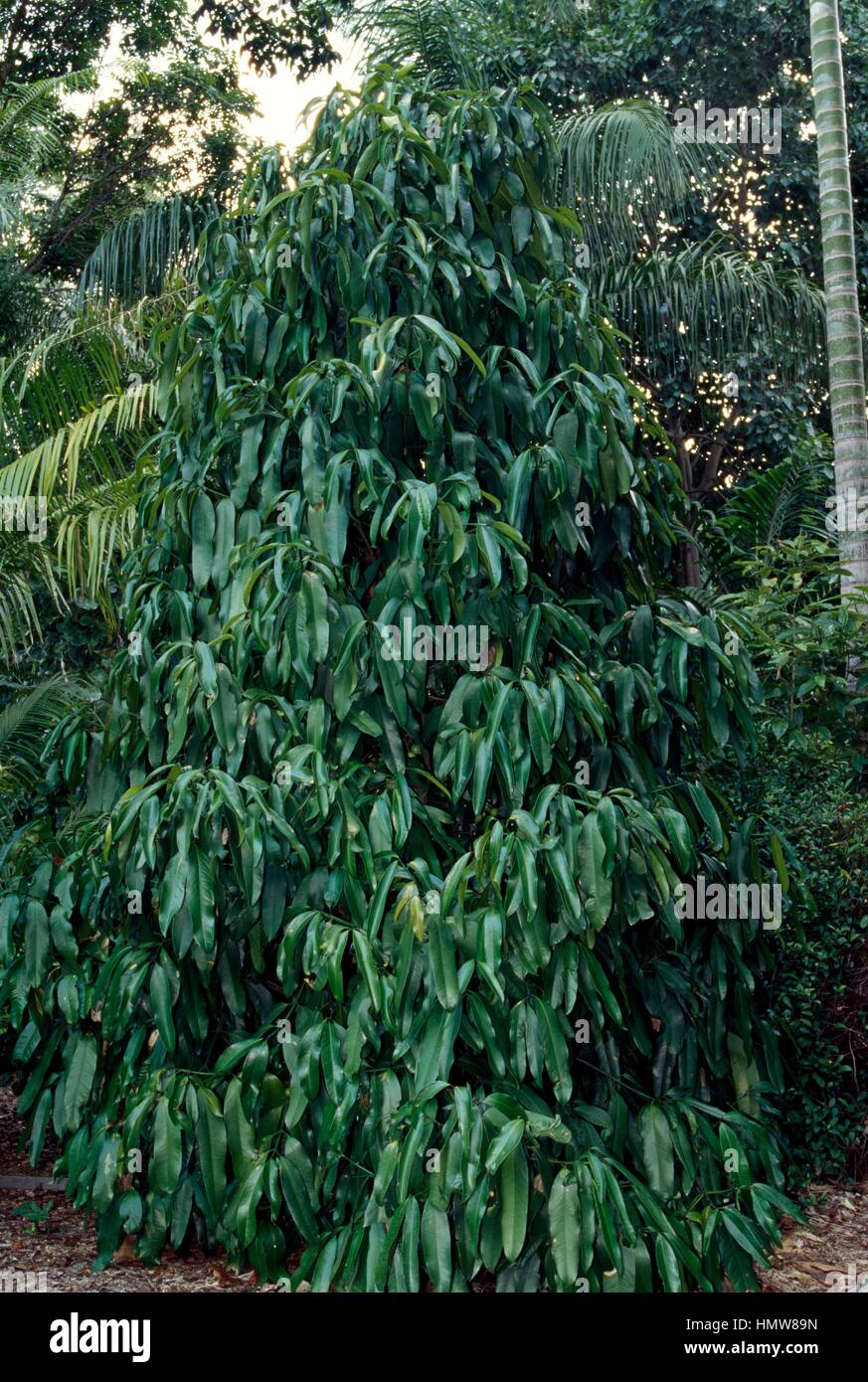 Eggtree or Himalayan garcinia (Garcinia xanthochymus), Clusiaceae. Stock Photo