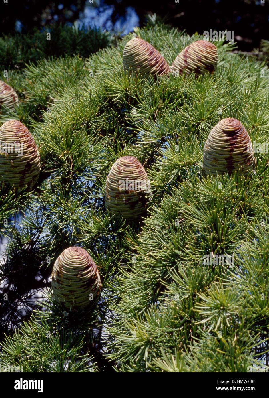 Leaves and cones of Deodar Cedar or Himalayan Cedar (Cedrus deodara Aurea), Pinaceae. Stock Photo
