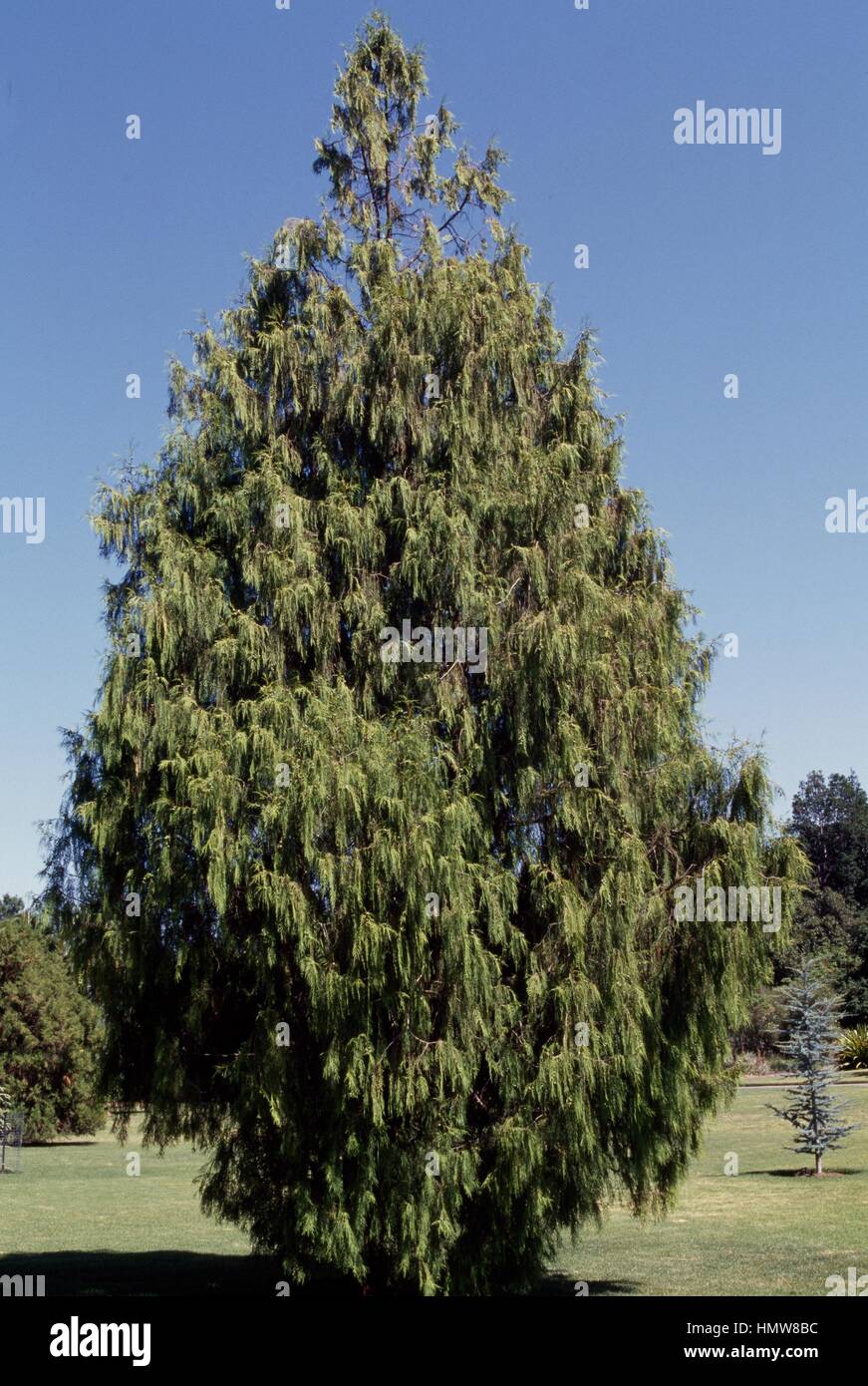 Chinese weeping cypress (Chamaecyparis funebris), Cupressaceae. Stock Photo