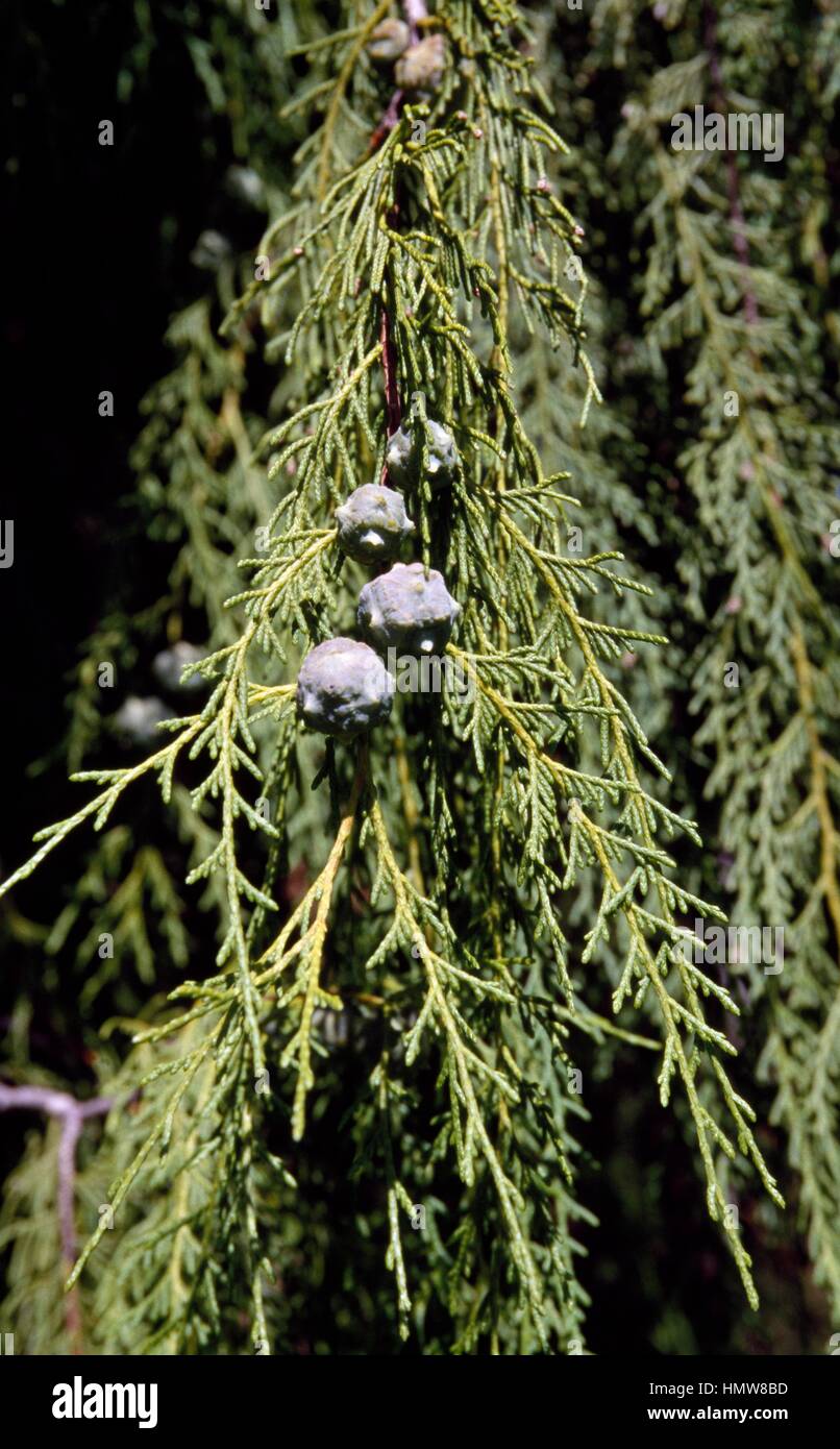 Branches and cones of Chinese weeping cypress (Chamaecyparis funebris), Cupressaceae. Stock Photo