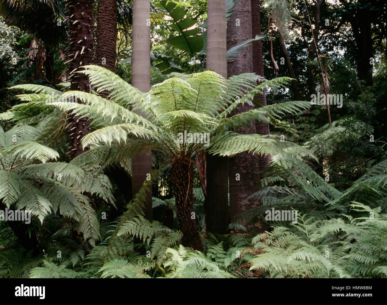 Rough Tree Fern (Cyathea australis or Alsophila australis), Cyatheaceae, Australia. Stock Photo