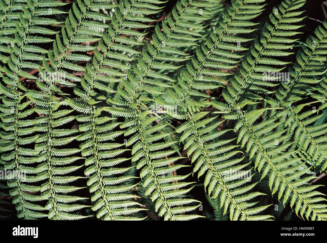 Botany - Cyatheaceae. Rough tree fern (Cyathea australis). Leaf Detail Stock Photo