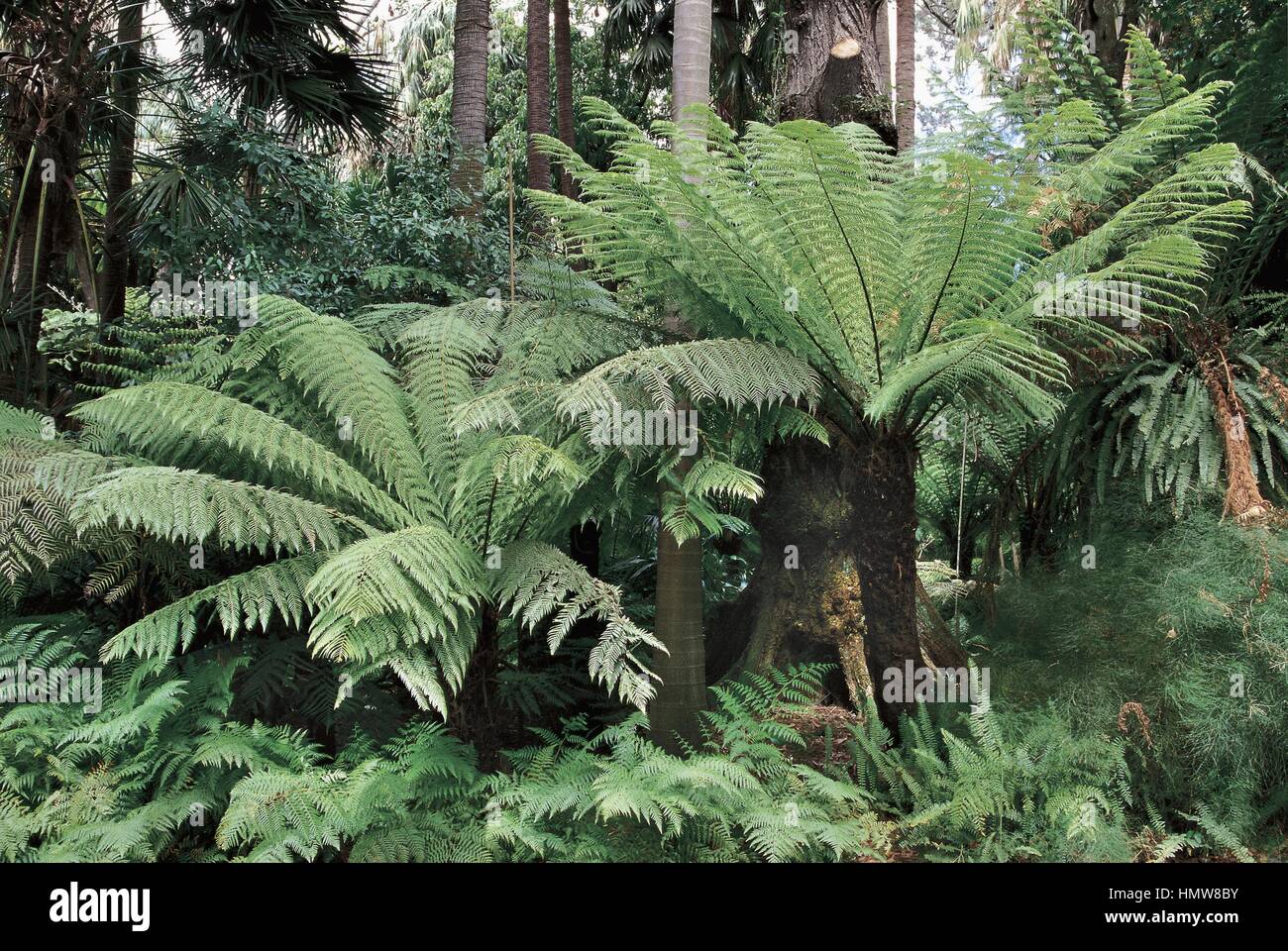 Botany - Cyatheaceae. Rough tree fern (Cyathea australis) Stock Photo