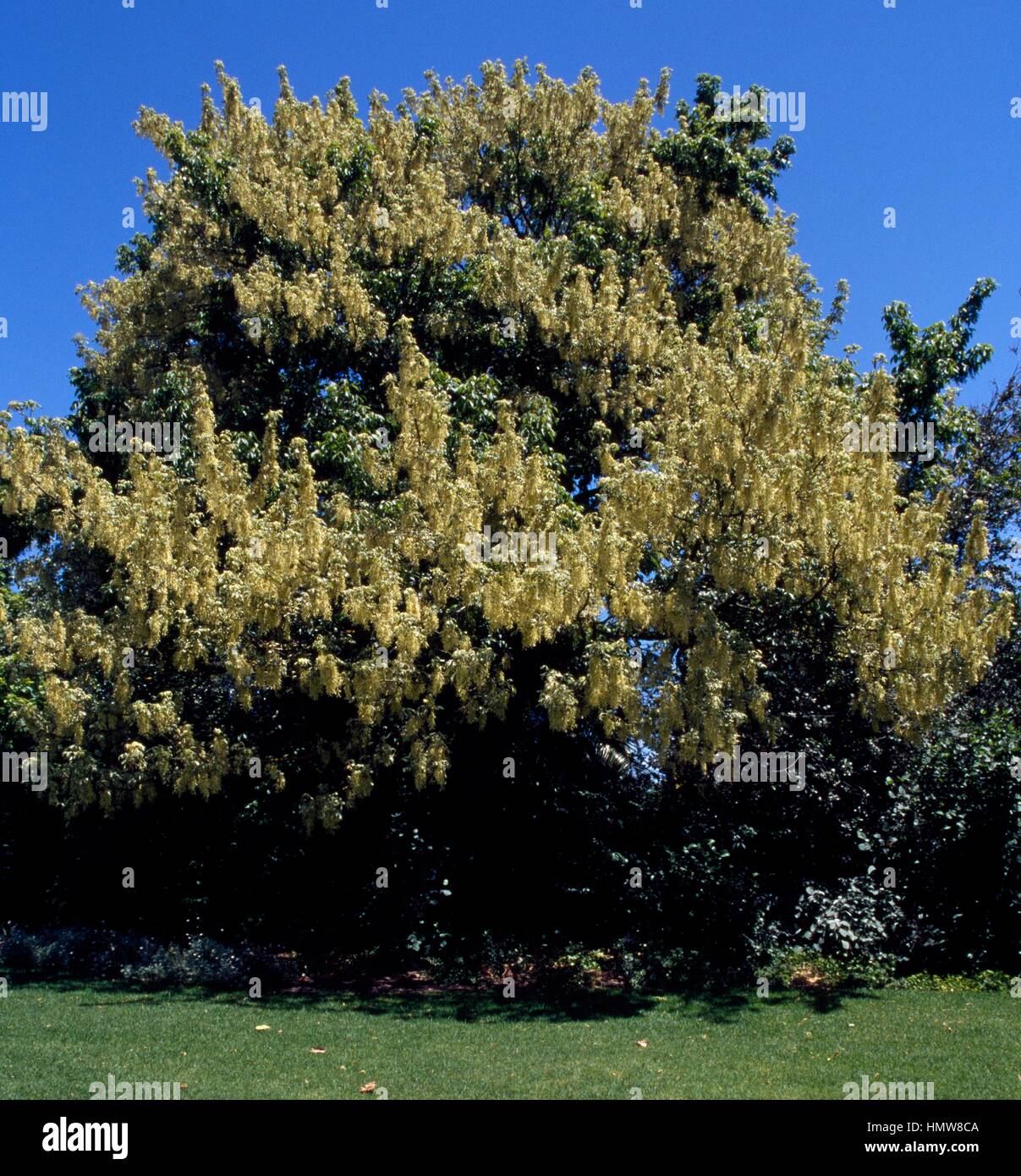 Variegated box elder maple (Acer negundo Variegatum), Aceraceae