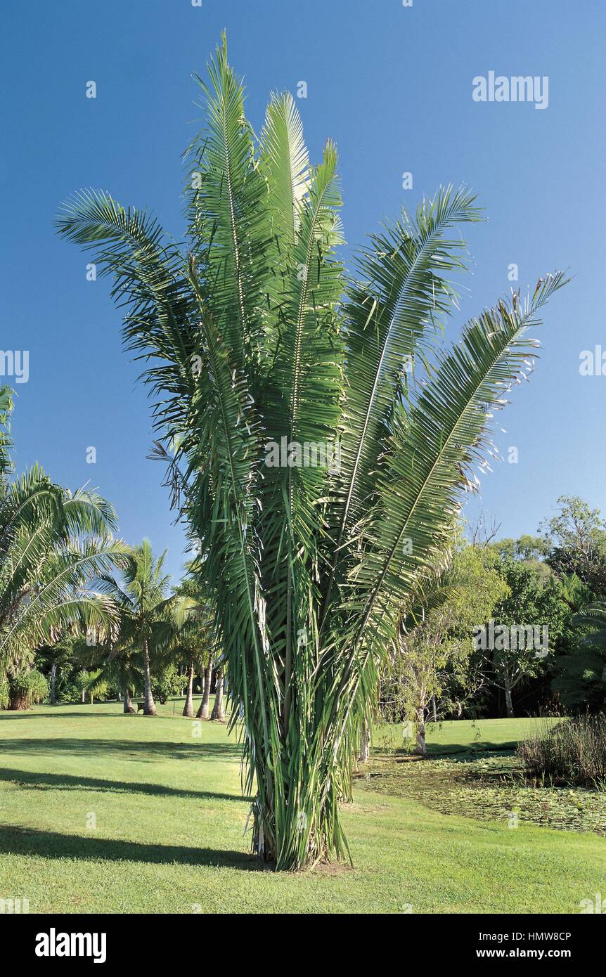 Botany - Trees - Arecaceae. Piassava palm (Attalea amygdalina) Stock Photo