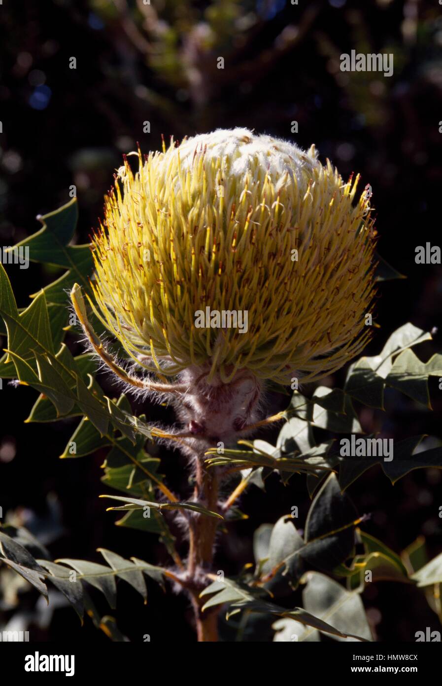 Baxter's Banksia or Bird's Nest Banksia (Banksia baxteri), Proteaceae, Australia. Stock Photo
