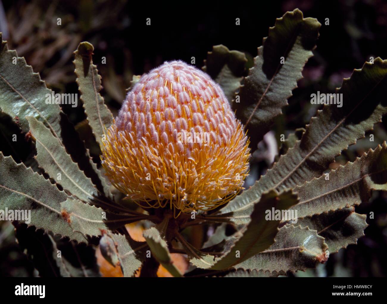 Burdett's Banksia (Banksia Burdettii), Proteaceae, Australia. Stock Photo
