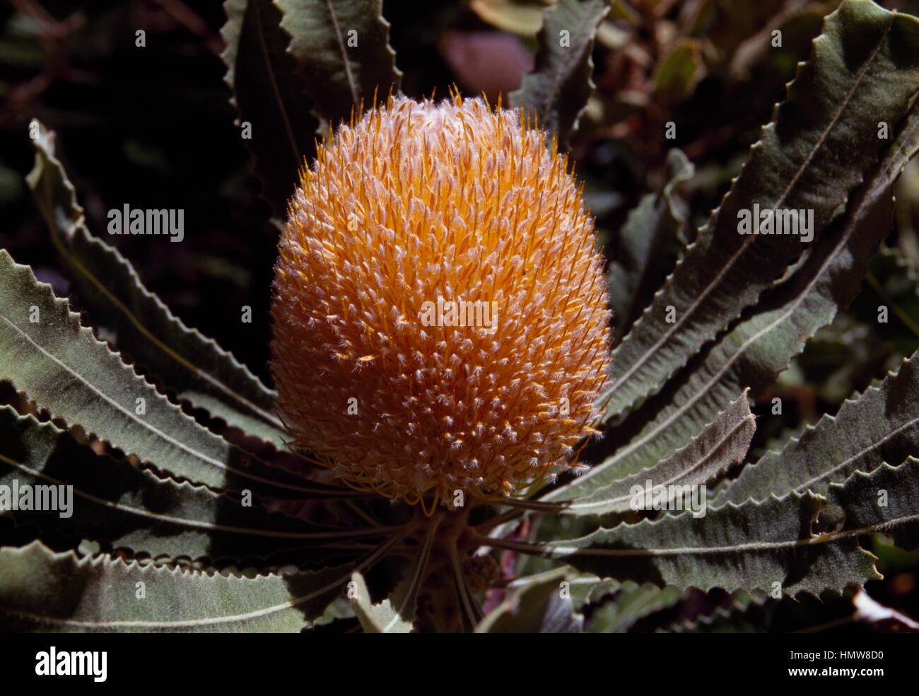 Burdett's Banksia (Banksia Burdettii), Proteaceae, Australia. Stock Photo