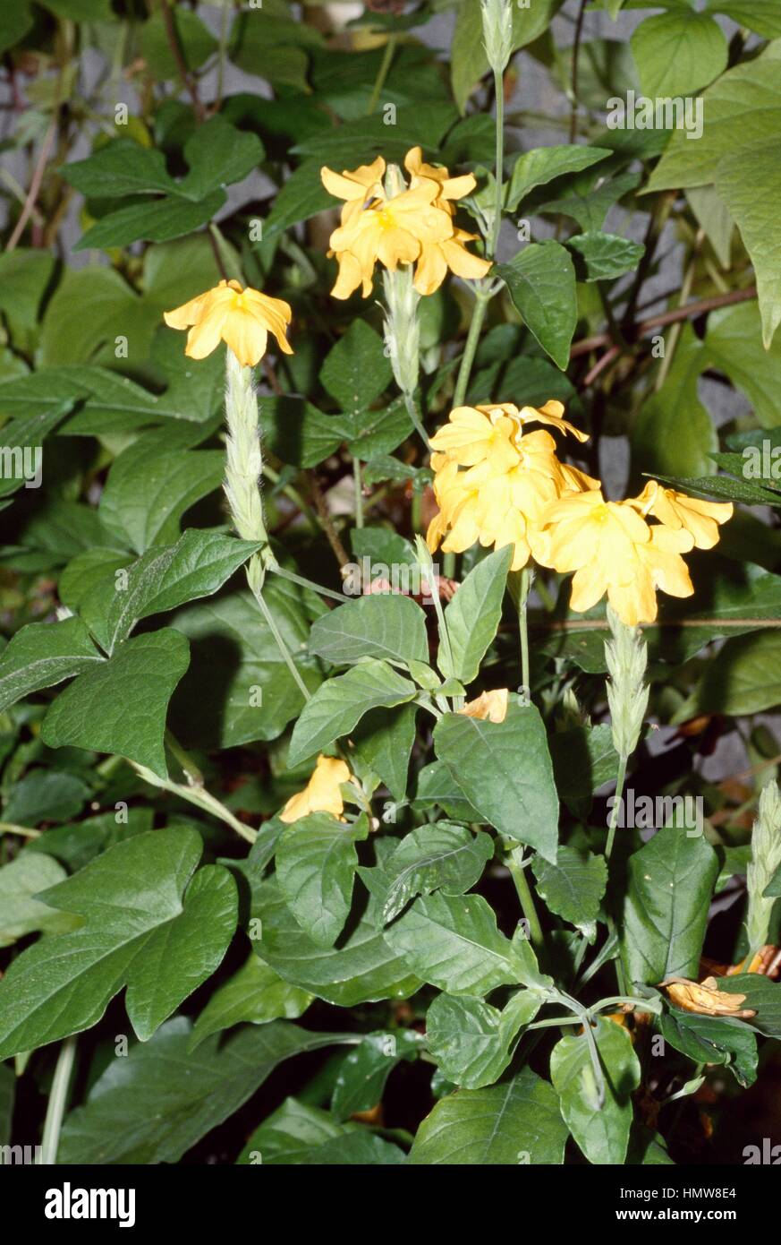 Crossandra nilotica, Acanthaceae. Stock Photo
