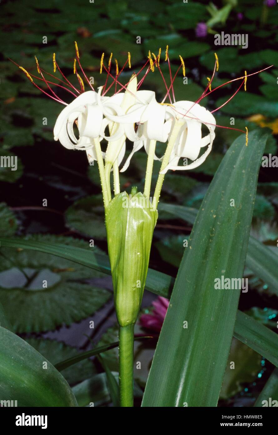Swamp lily (Crinum erubescens), Amaryllidaceae. Stock Photo