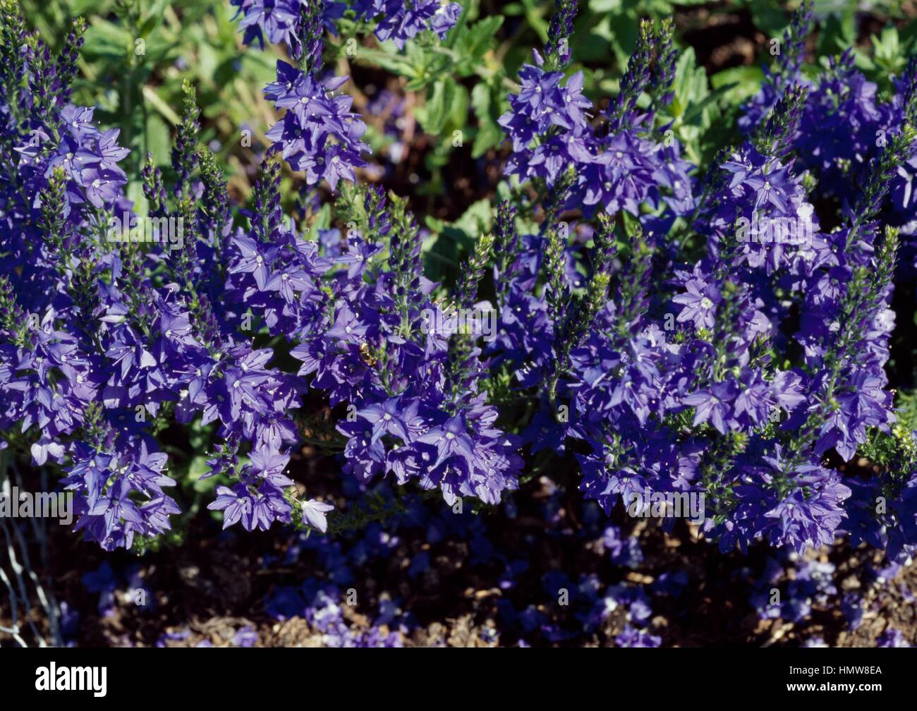 Speedwell (Veronica austriaca Shirley Blue), Plantaginaceae. Stock Photo