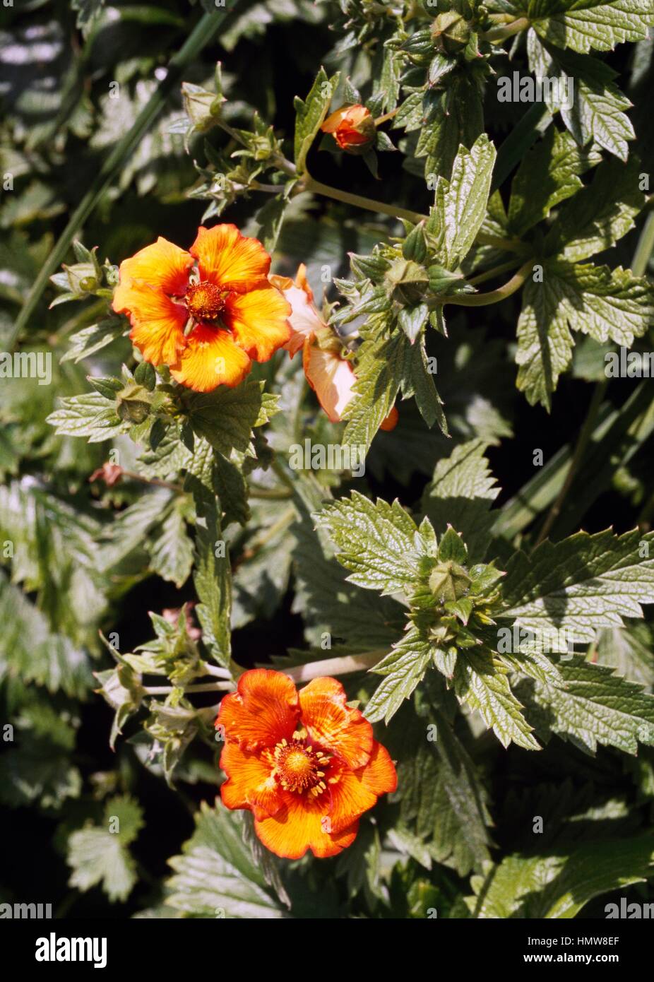 Dwarf yellow cinquefoil (Potentilla aurea Blaze Away), Rosaceae. Stock Photo