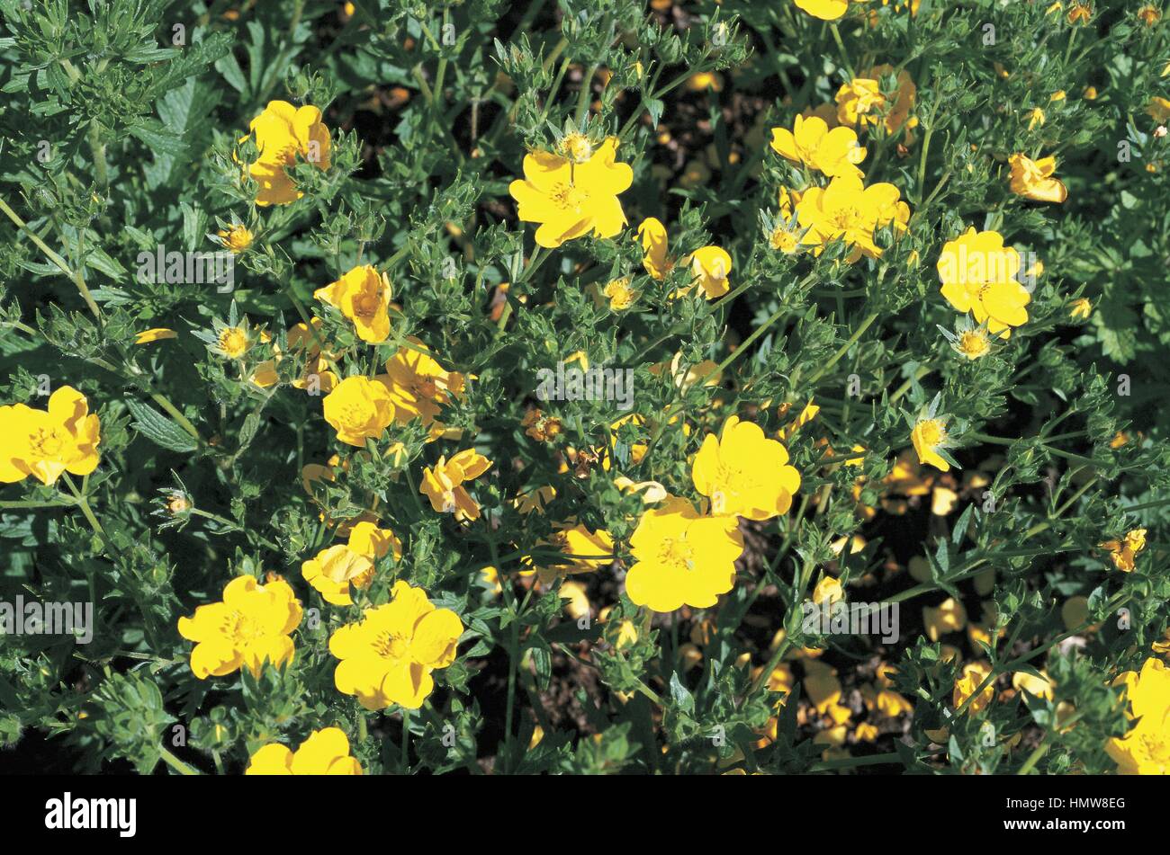 Botany - Rosaceae. Sulphur cinquefoil (Potentilla recta 'Macrantha') Stock Photo