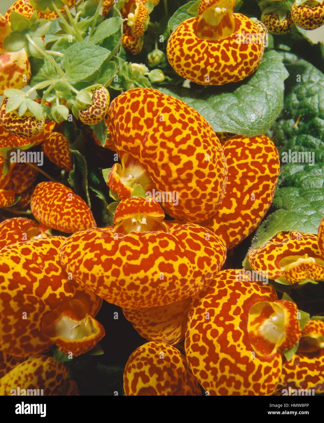 Slipper Flower or Slipperwort (Calceolaria integrifolia), Calceolariaceae. Stock Photo