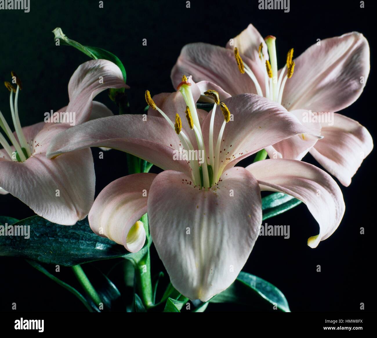 Lily (Lilium Le Reve), Liliaceae. Stock Photo