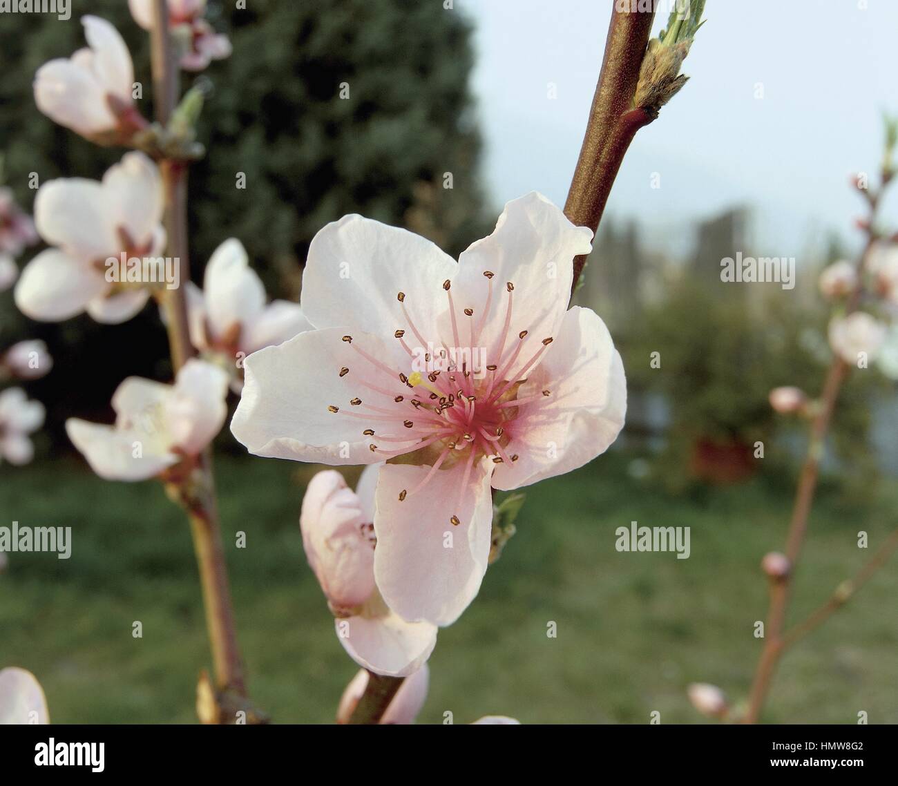 Botany - Rosaceae. Peach (Prunus persica). Flower Stock Photo