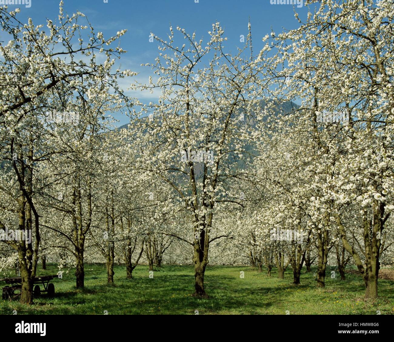 Wild Cherry trees in bloom (Prunus avium), Rosaceae, Marostica, Italy. Stock Photo
