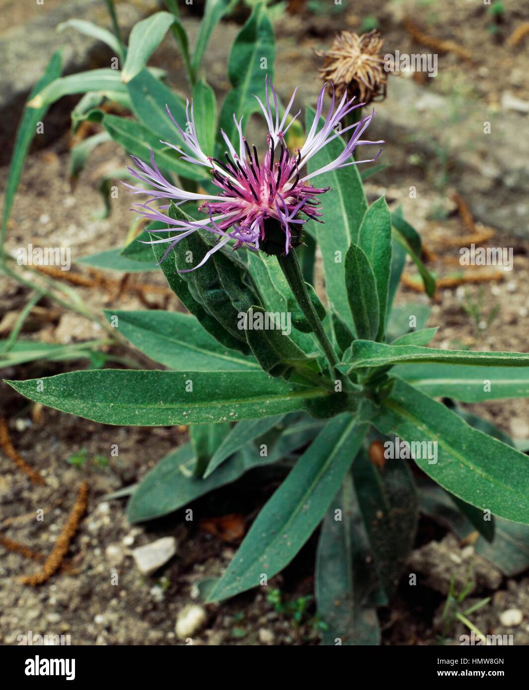 Perennial Cornflower (Cyanus montanus or Centaurea montana), Asteraceae. Stock Photo