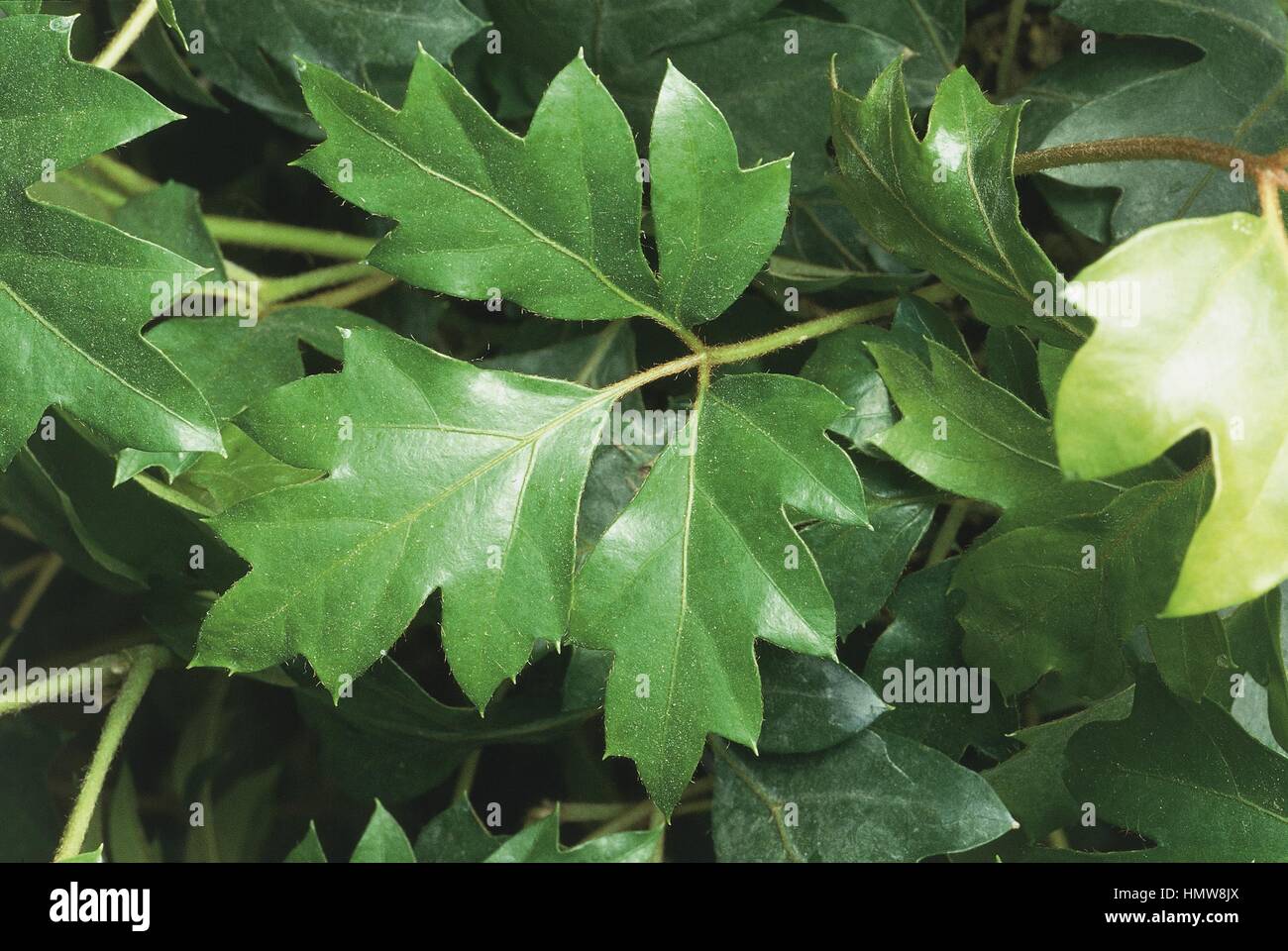 Cissus (Cissus rhombifolia), close-up of leaves Stock Photo