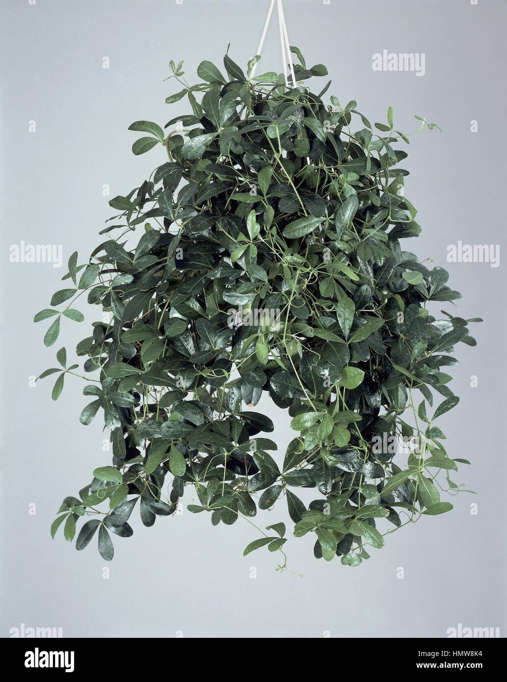 Houseplants - Vitaceae. Mystic ivy (Cissus digitata) Stock Photo