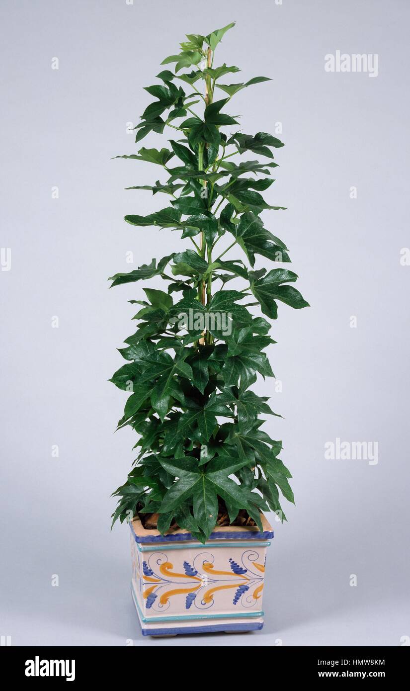 Tree ivy or aralia ivy (Fatshedera lizei), Araliaceae. Stock Photo