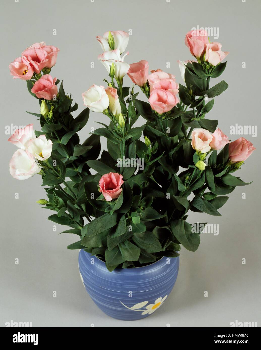 Texas bluebells, texas bluebell (Eustoma rosa Grandiflorum ...