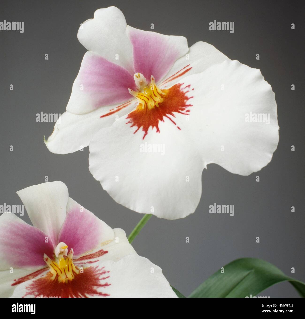 Orchid (Miltonia candida), Orchidaceae Stock Photo Alamy