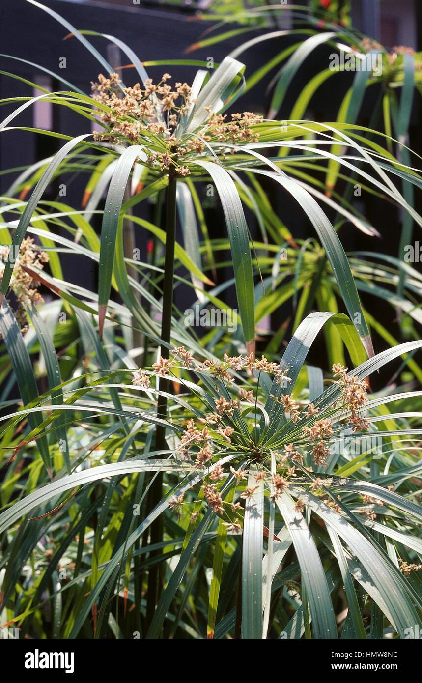 Umbrella Plant or Umbrella Sedge (Cyperus involucratus), Cyperaceae. Stock Photo