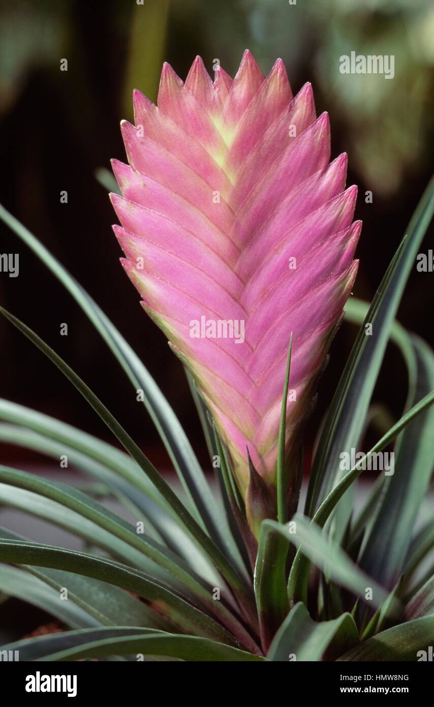 Pink Quill (Tillandsia cyanea), Bromeliaceae. Stock Photo