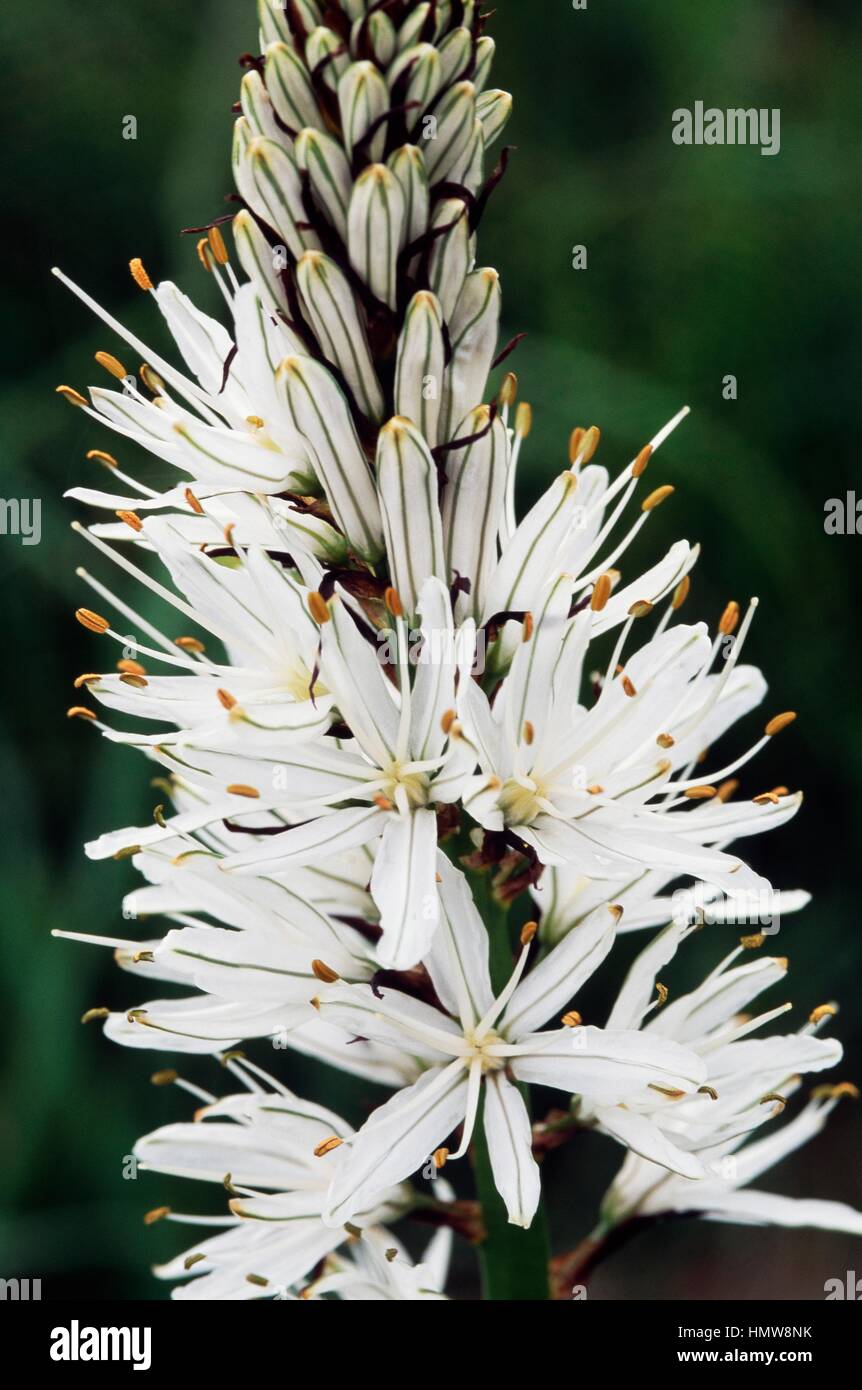 Asphodel (Asphodelus albus delphinensis), Xanthorrhoeaceae. Stock Photo