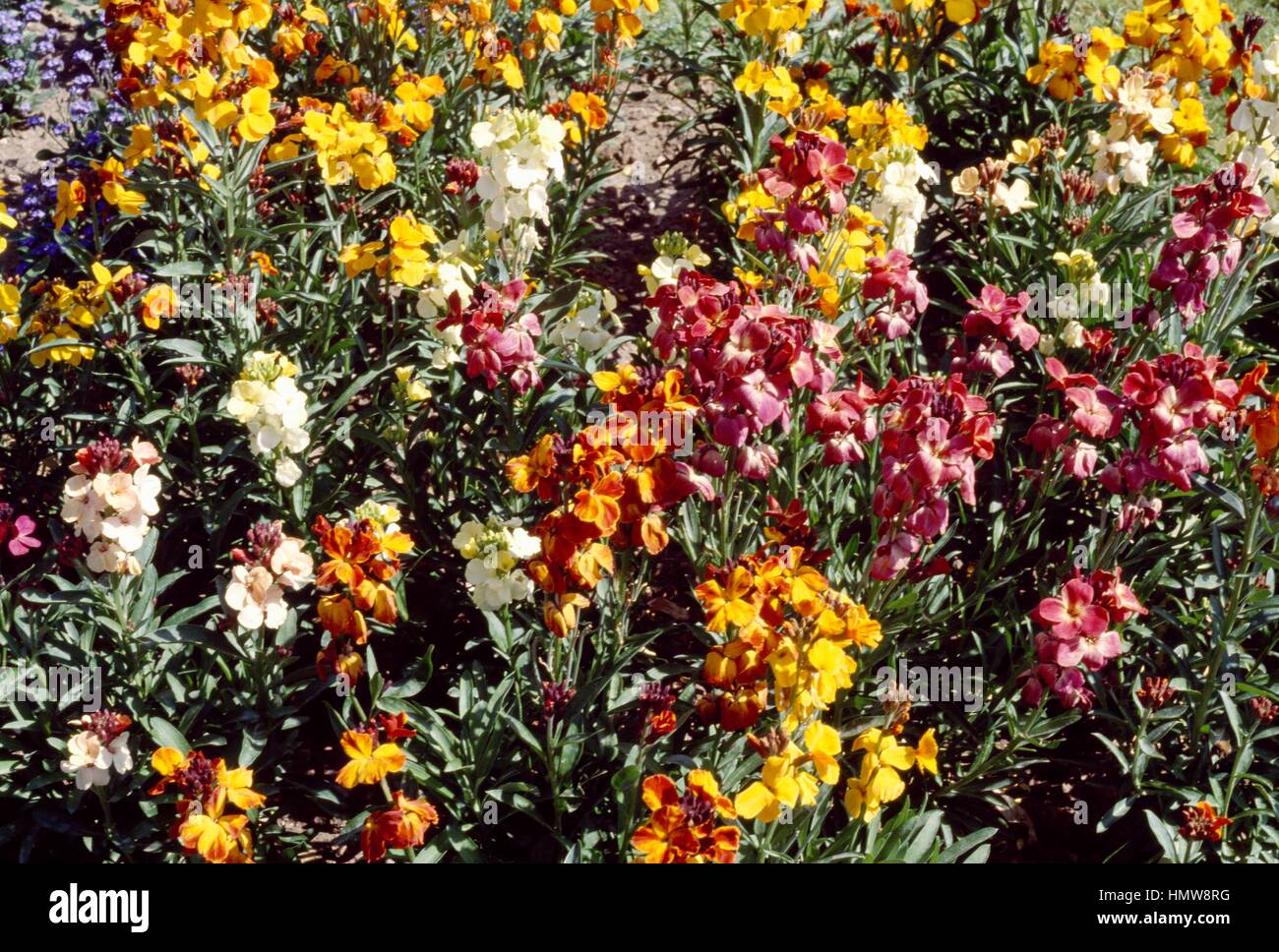 Wallflower (Cheiranthus cheiri), Brassicaceae. Stock Photo