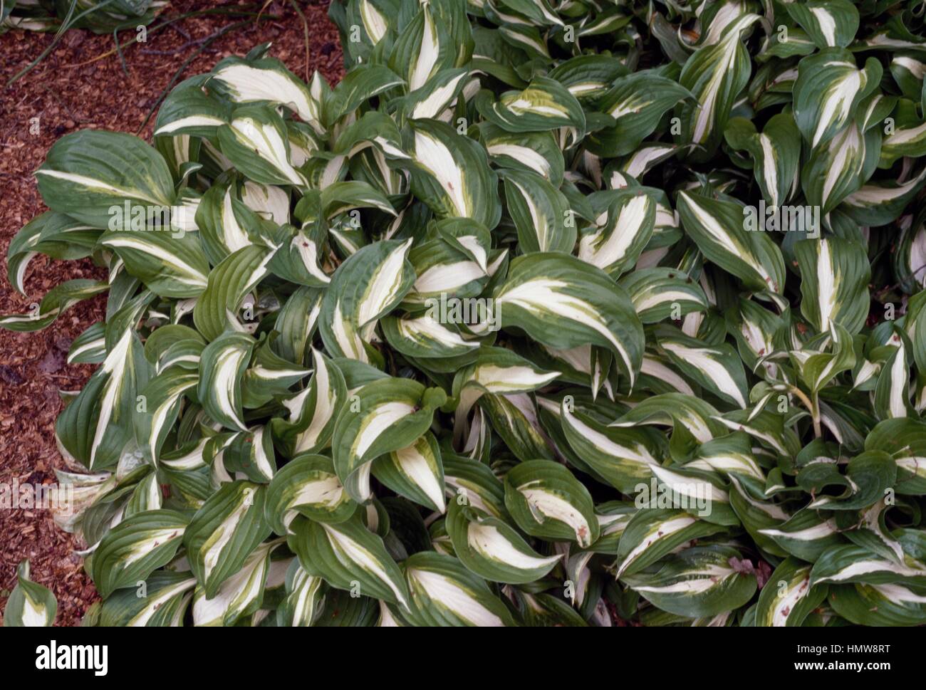 One striped wavy plantain lily (Hosta undulata var univittata), Liliaceae. Stock Photo