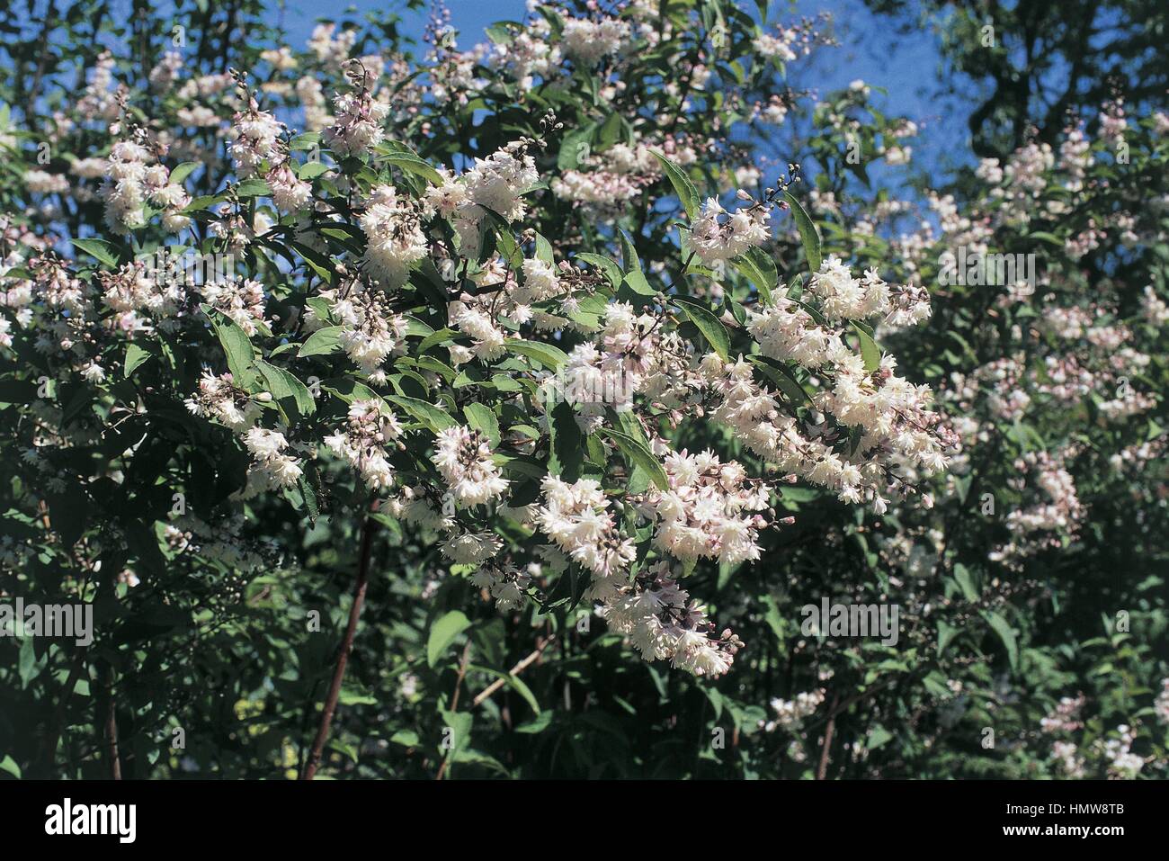 Botany - Hydrangeaceae. Fuzzy pride-of-Rochester (Deutzia scabra) Stock Photo